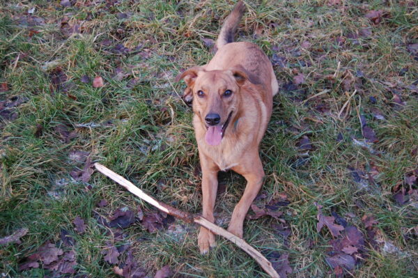 Lebenswegtier-Margareta-Liebfahrt Beitragsbild Hundewiese