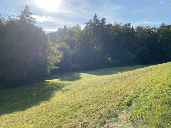 Landschaft Lahö Wald und Wiese