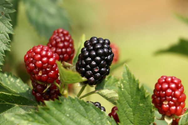 Image Institutionen Naschgarten Brombeeren