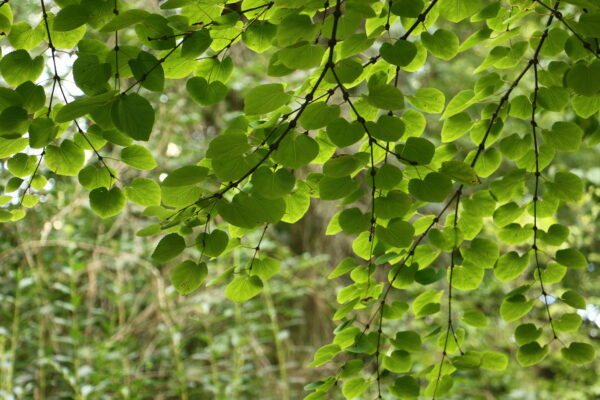 Image Arboretum