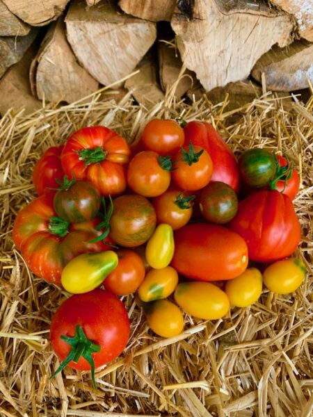 Reitzers Gemüsehof Tomaten