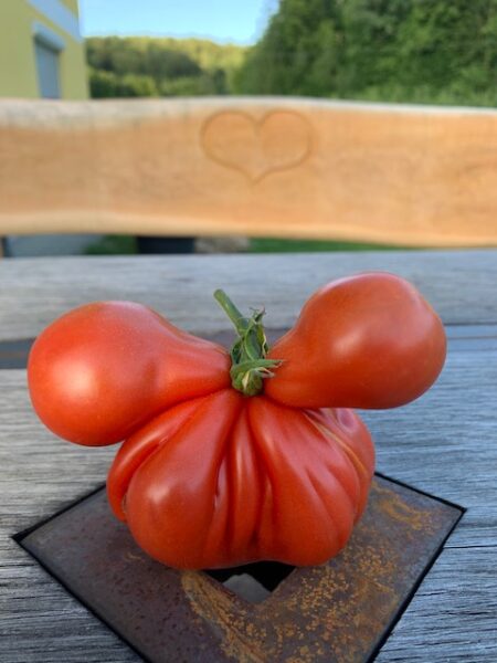 Reitzers Gemüsehof Rarität Tomate