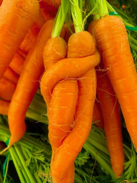 Karotten Reitzers Gemüsehof