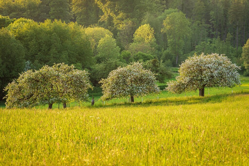 Streuobstwiesen_Aktion Hügelland_pixabay