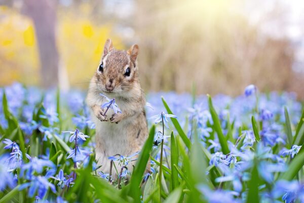 Beitragsbild_Angebot_Garten_pixabay_chipmunk-2318395_1920
