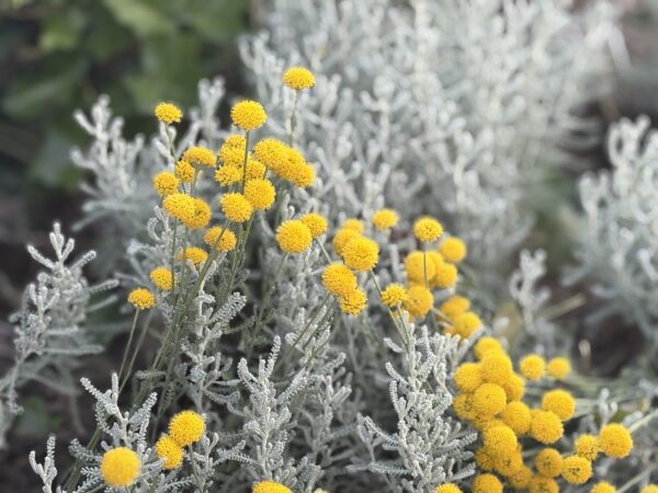 image00054